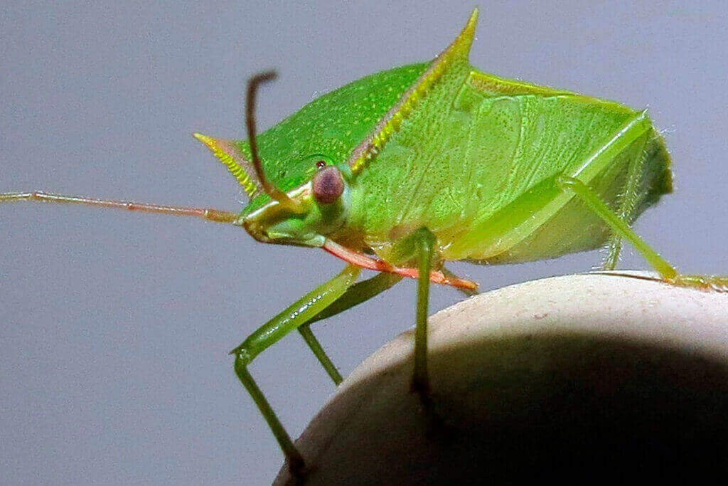 dedetizacao maria fedida