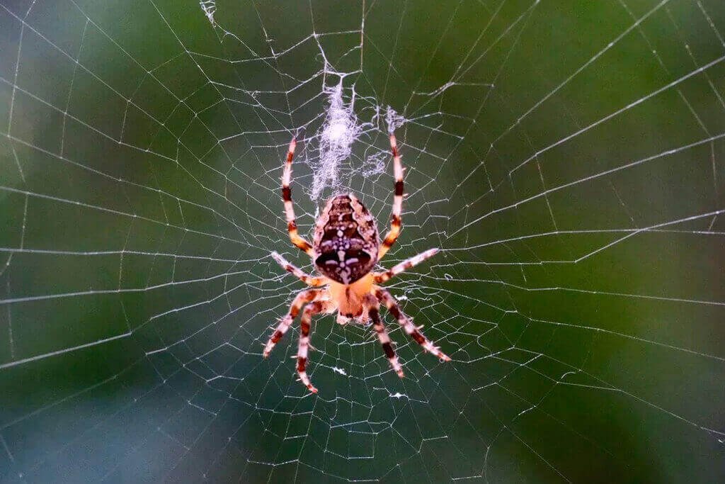 dedetizacao aranha