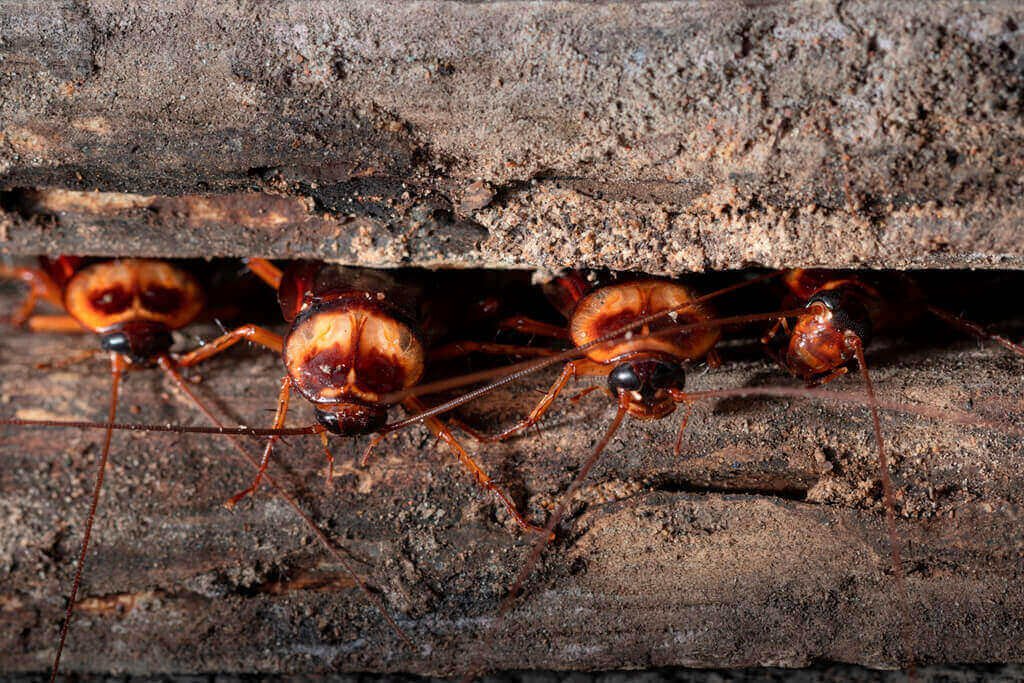 dedetizacao barata