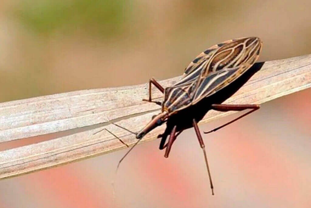 dedetizacao barbeiros