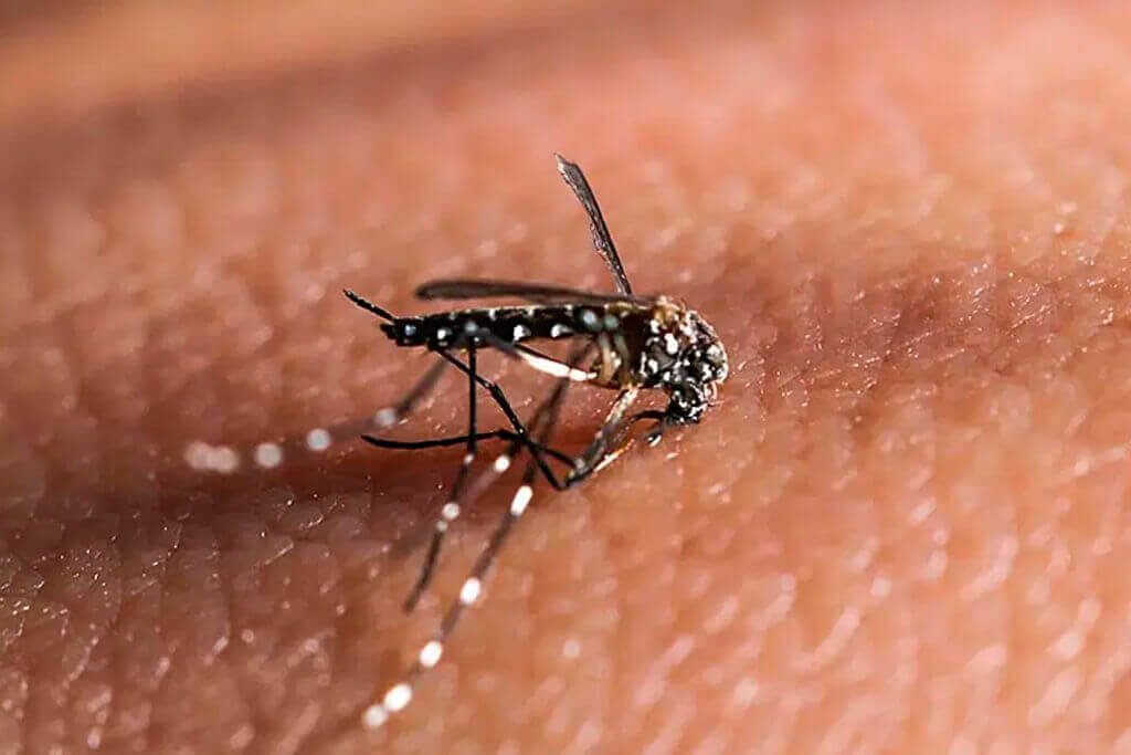 dedetizacao dengue
