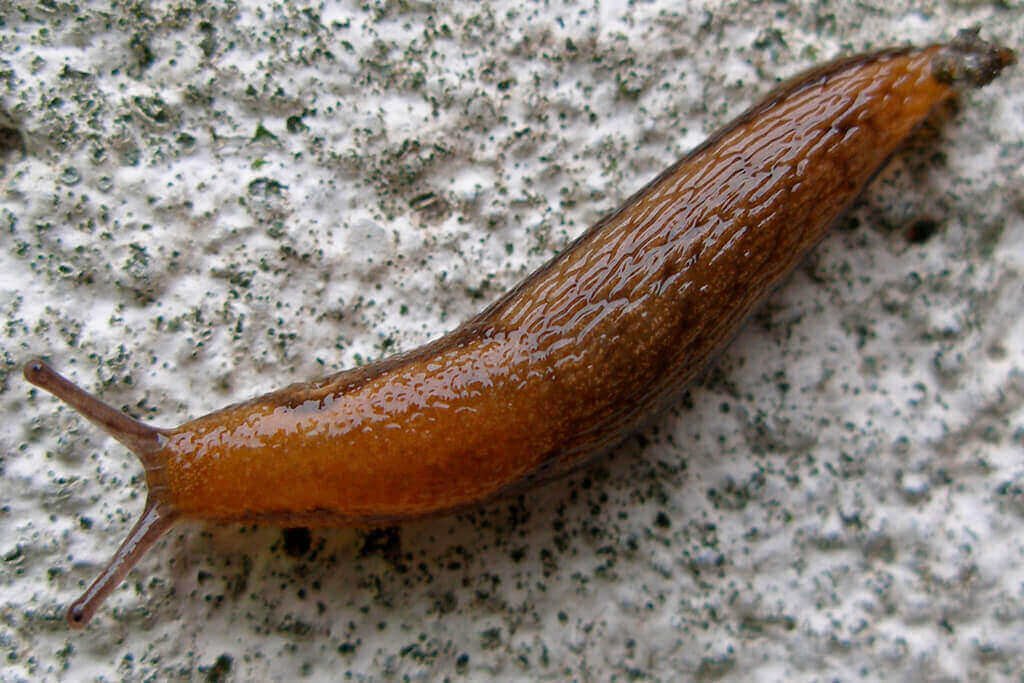 dedetizacao lesmas