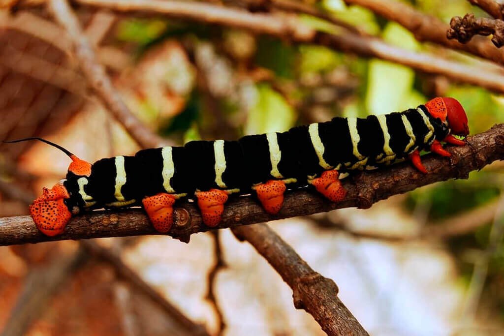 dedetizacao mandruvas