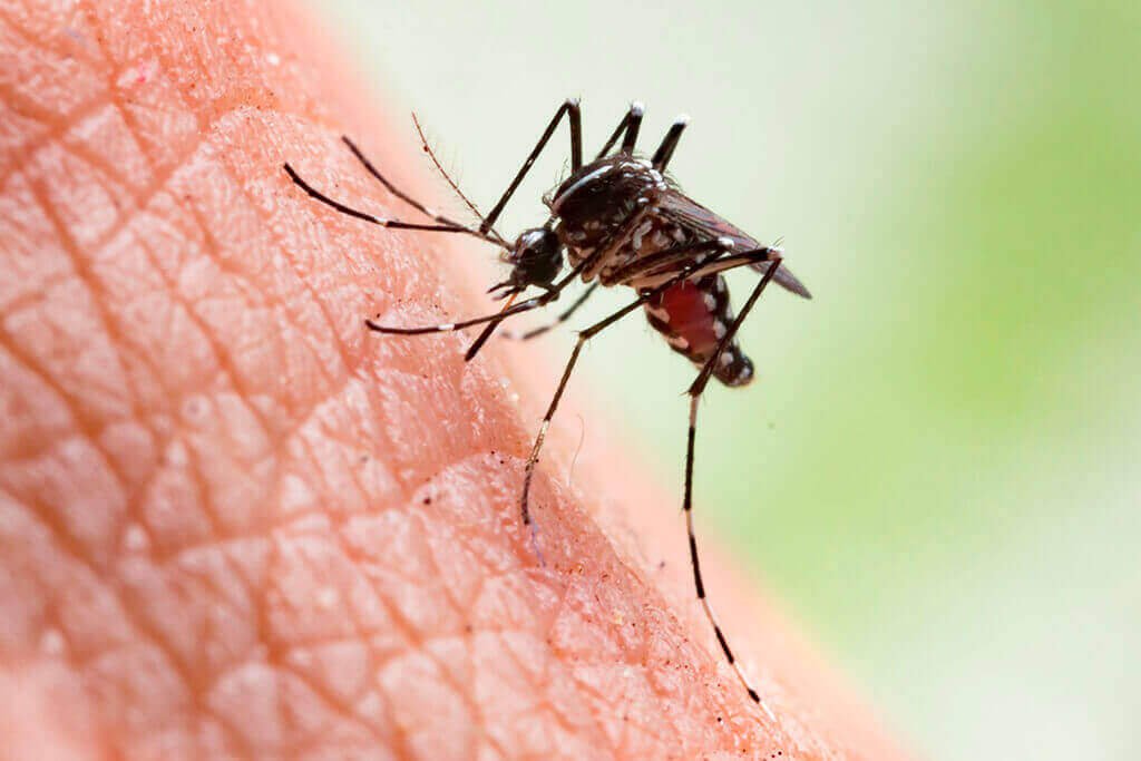 dedetizacao mosquitos