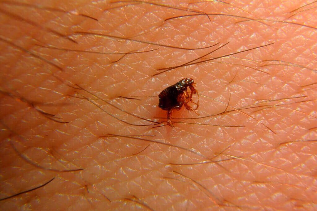 dedetizacao pulgas