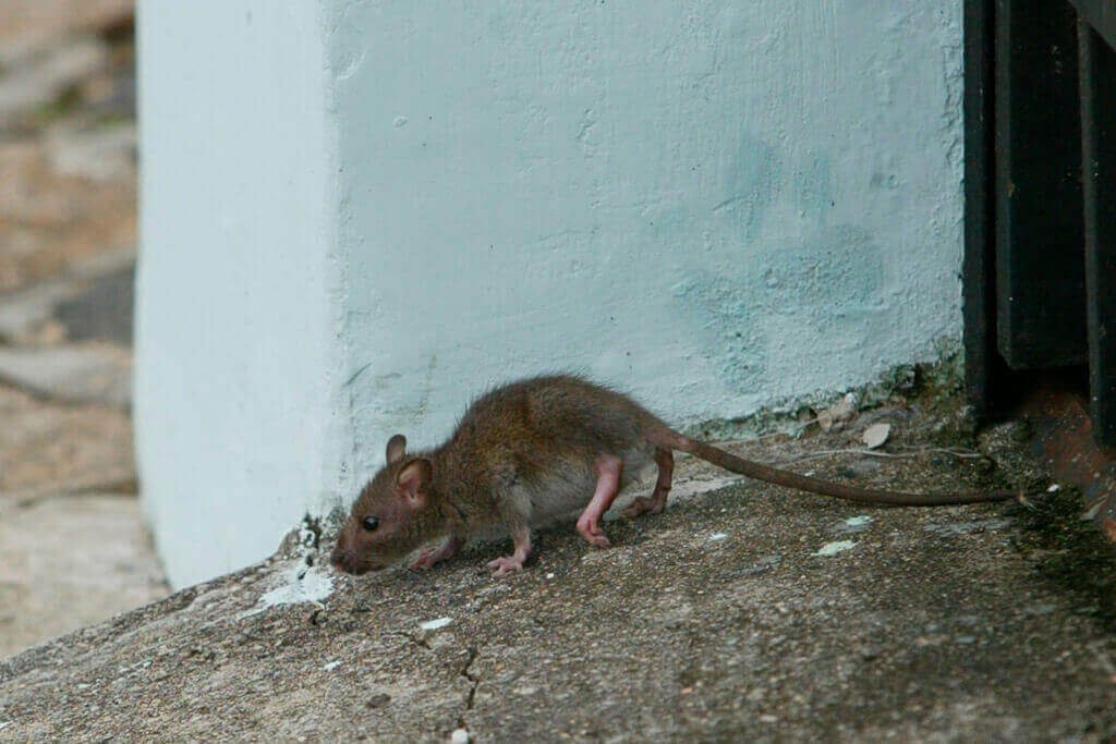 dedetizacao ratos